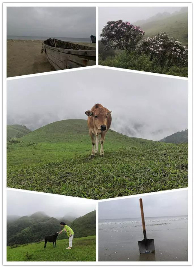 5月1日，陽西藍袍藍看海，陽春雞籠頂?shù)巧劫p高山杜鵑