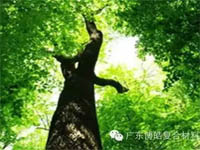【博皓感悟】欲為大樹，莫與草爭