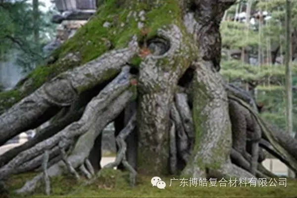 【博皓感悟】欲為大樹，莫與草爭-5