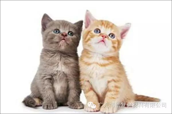 白貓黑貓，抓住老鼠就是好貓